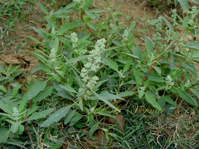  Plant